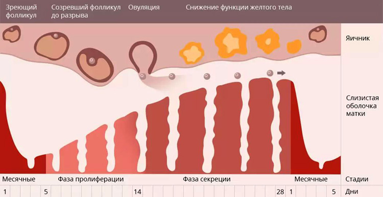 После месячных снова пошла кровь что это После месячных снова пошла кровь что это